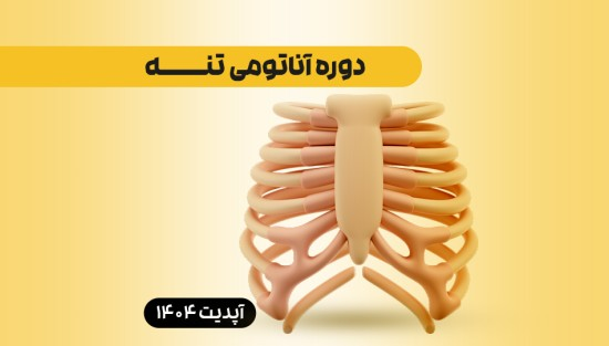 آناتومی تنه