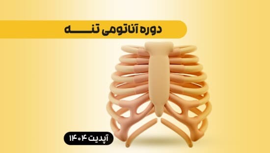 آناتومی تنه