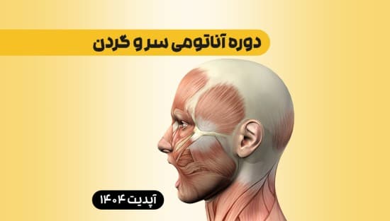 آناتومی سر و گردن