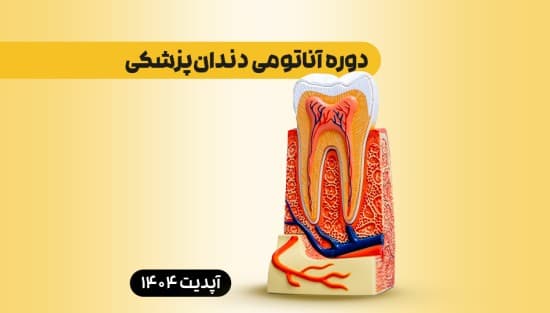 جامع آناتومی دندان‌پزشکی