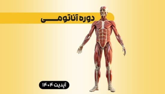  آناتومی