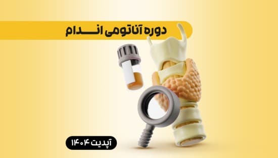 آناتومی اندام