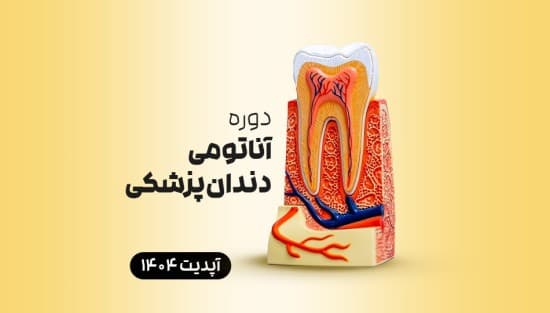 جامع آناتومی دندان‌پزشکی