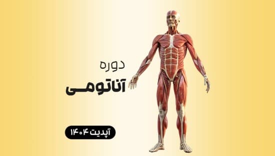 آناتومی