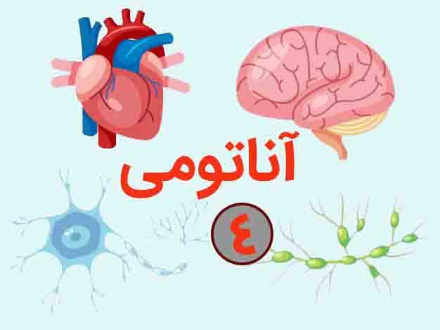 آناتومی دستگاه عصبی انسان