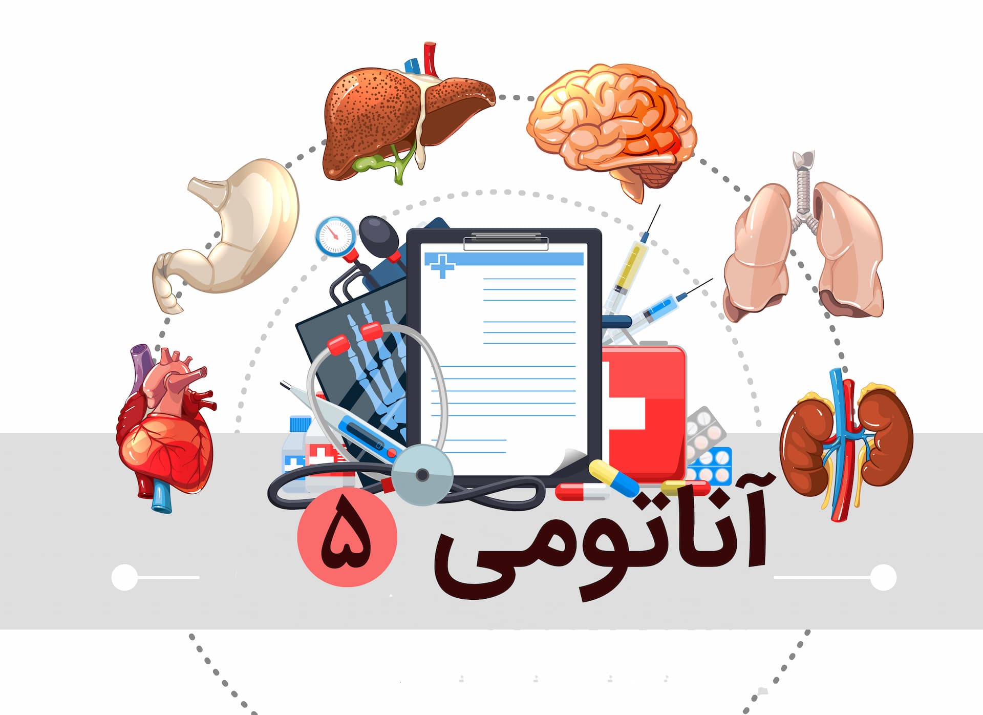 آناتومی قلب و جمجمه