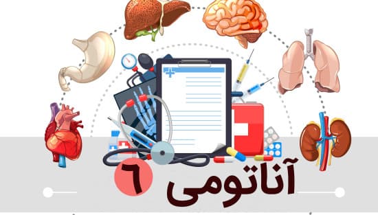 آناتومی سر و گردن