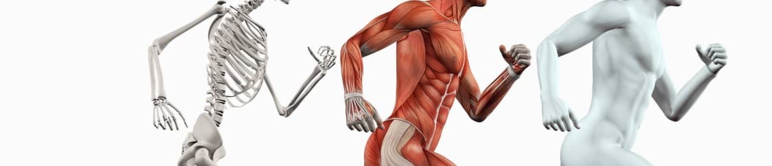 آناتومی اندام