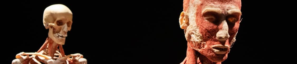 جامع آناتومی