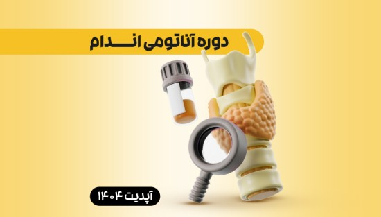 آناتومی اندام