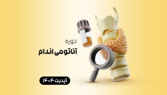 آناتومی اندام