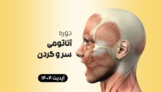 آناتومی سر و گردن