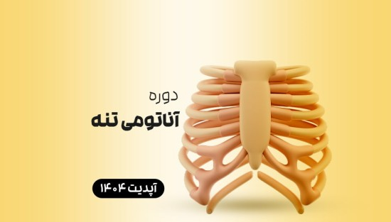 آناتومی تنه